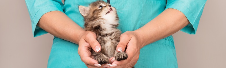 le modele de lettre pour resilier une mutuelle pour animaux