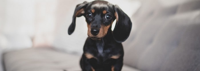 resilier une mutuelle animaux assur o poil