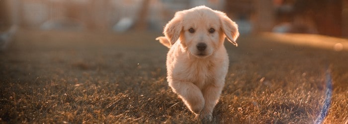 resilier une mutuelle animaux bulle bleue