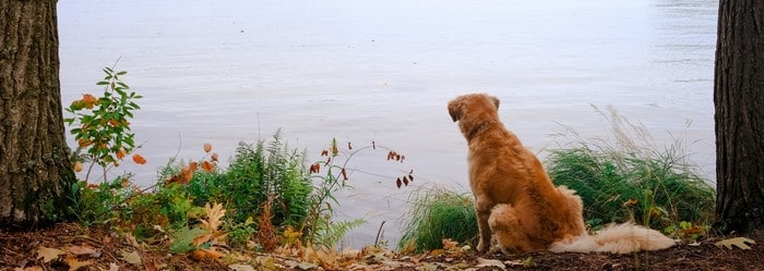 resilier une mutuelle animaux fidanimo