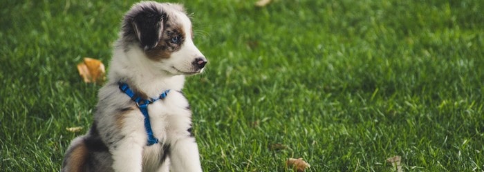 resilier une mutuelle animaux solly azar