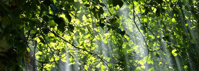 resiliation amis de la terre - arbres