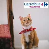 image redaction La résiliation d'une mutuelle animaux Carrefour